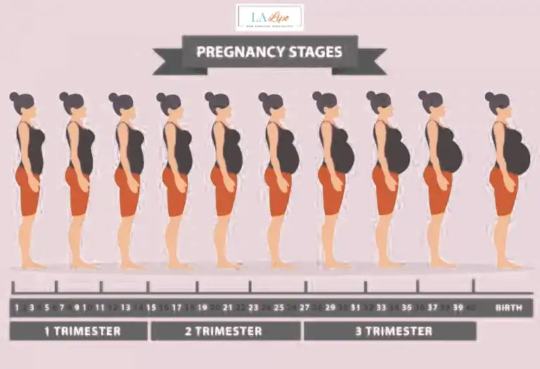 First Trimester (Weeks 1–12): Early Changes You Might Not Notice Lancashire